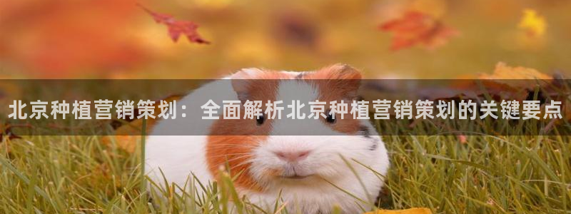 必赢app是干什么的